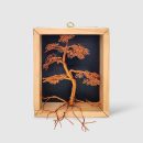 Bonsai In Box