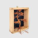 Bonsai In Box